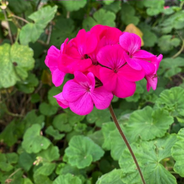 Geranium, Integrity Candles Garden Photo Linda Saul